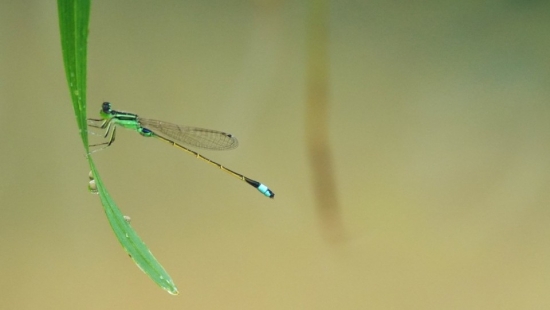 Triển lãm ảnh nghệ thuật 'Sương' - Dấu ấn trong trẻo của đạo diễn Dương Huy