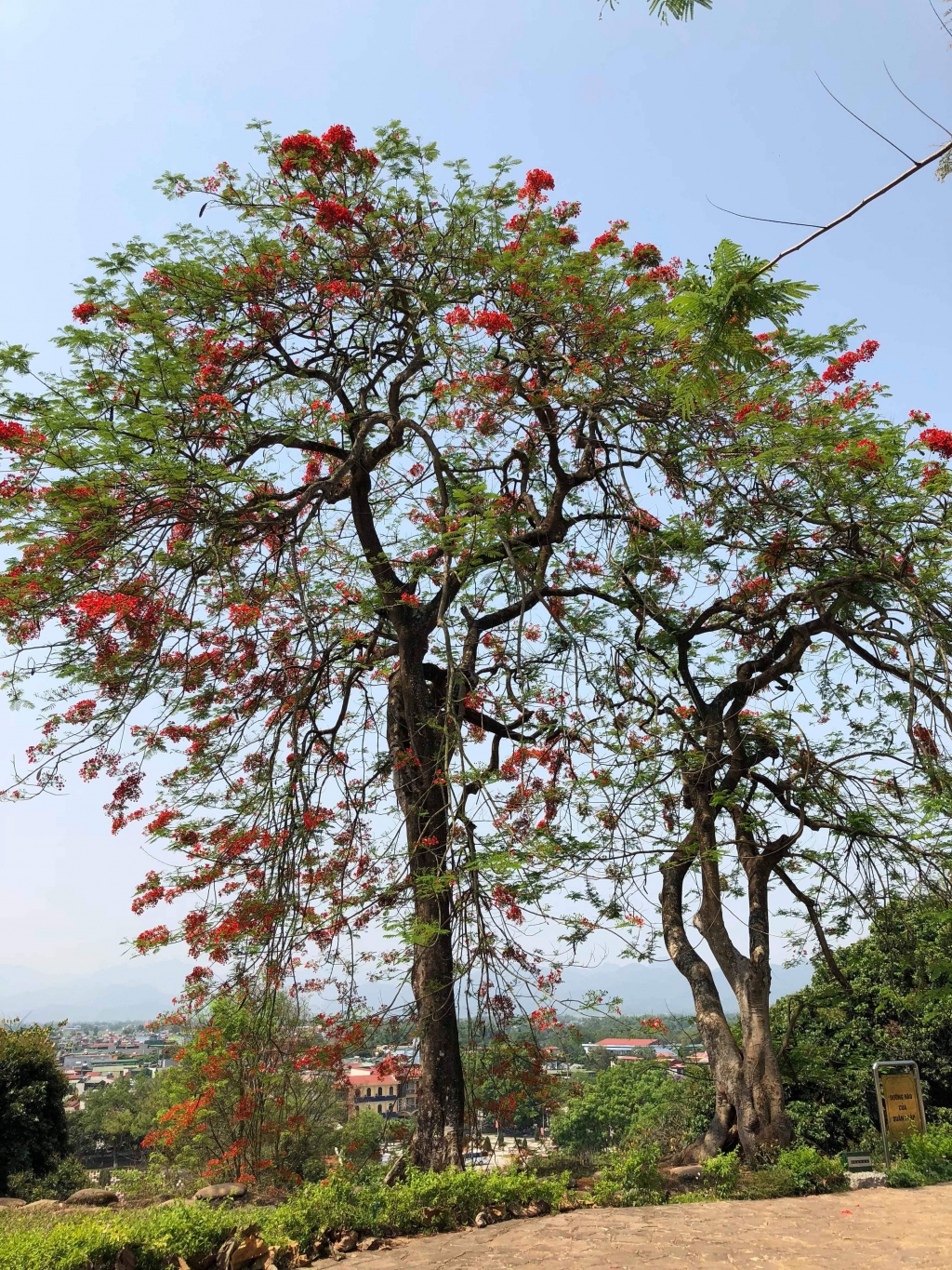 dien bien mua phuong no