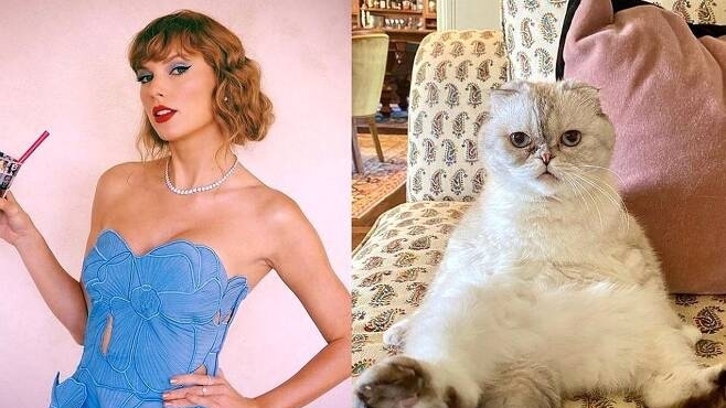 Mèo của Taylor Swift giàu hơn bạn trai nữ ca sĩ