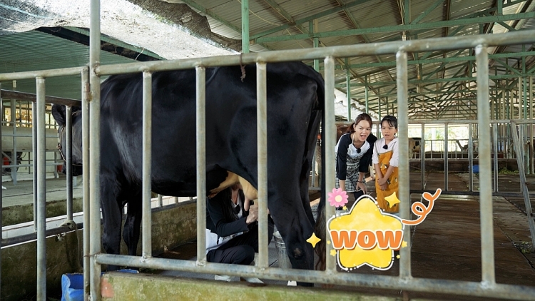 'Mẹ siêu nhân': Phạm Quỳnh Anh sống nhờ nhà người lạ, vất vả đi vắt sữa bò, chăn dê cả ngày