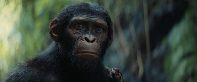 'Hành tinh khỉ: Vương quốc mới': Hậu trường kỹ xảo được đánh giá ngang tầm bom tấn 'Avatar: The Way of Water' cách đây 2 năm