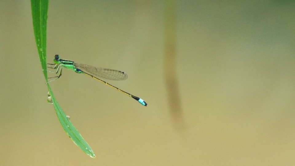 Triển lãm ảnh nghệ thuật 'Sương' - Dấu ấn trong trẻo của đạo diễn Dương Huy
