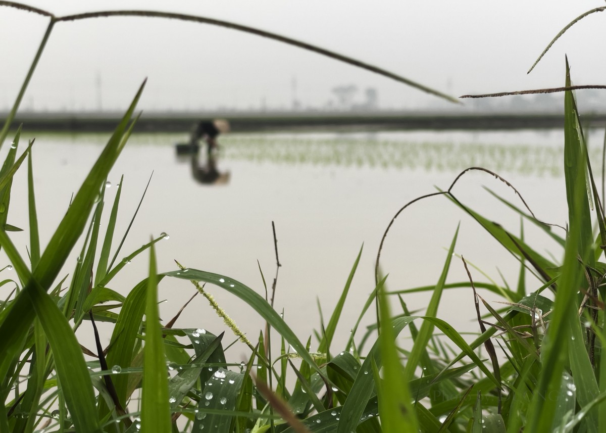 Triển lãm ảnh nghệ thuật 'Sương' - Dấu ấn trong trẻo của đạo diễn Dương Huy