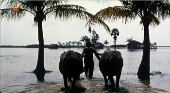 'Mùa len trâu' được chiếu lại tại DANAFF IV, mang vẻ đẹp sông nước miền Tây Nam Bộ xưa rộng rãi đến khán giả