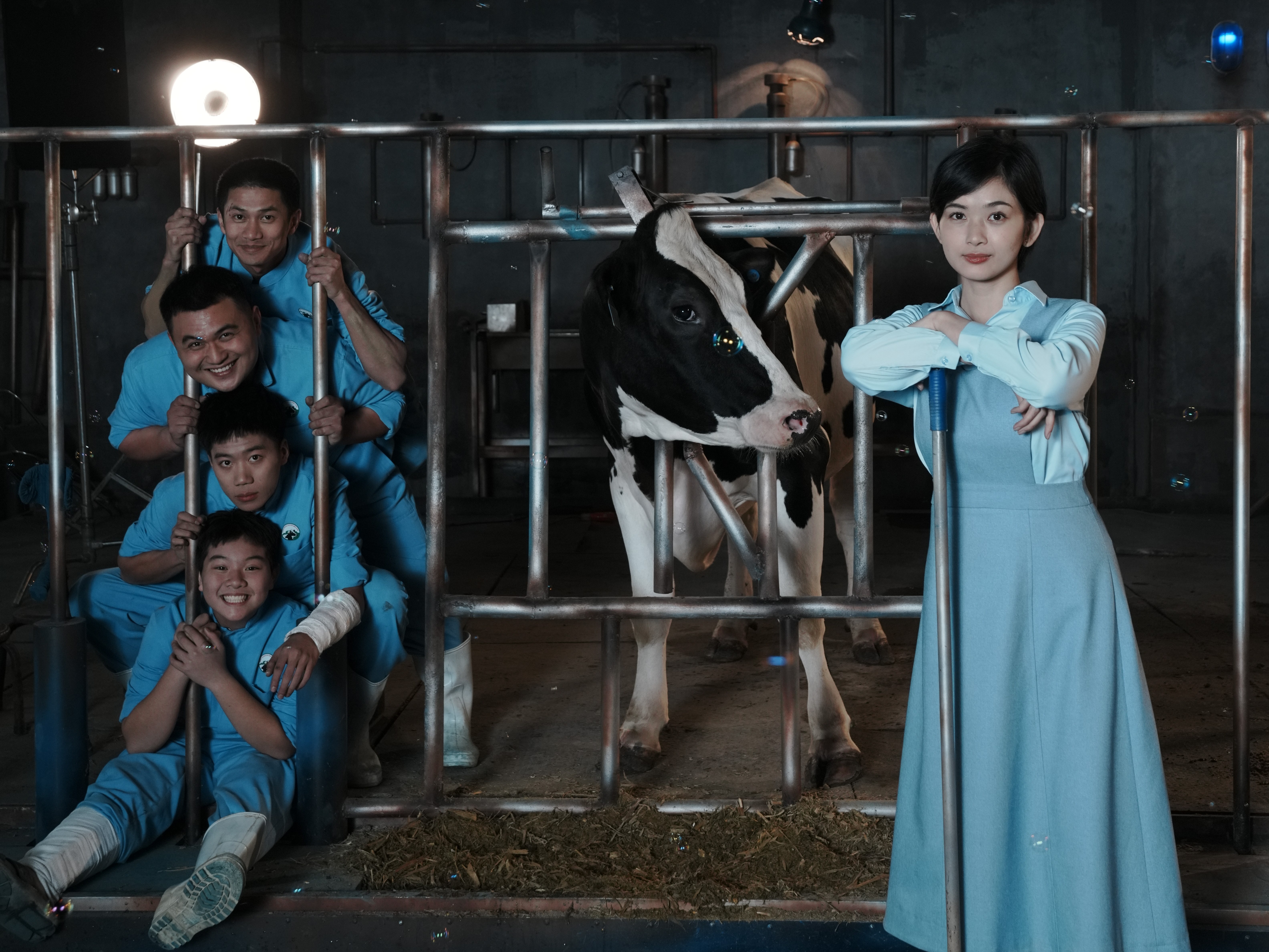 Lần đầu trong lịch sử phim Việt, 650 bò sữa casting tranh giành vai diễn trong 'Bò sữa bay'