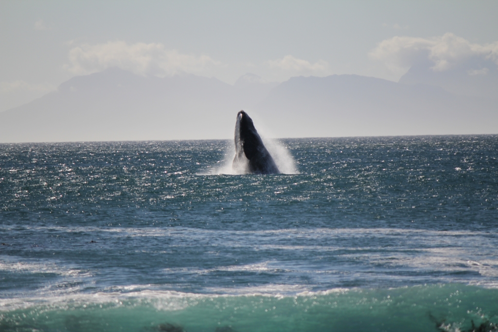 ngam ca voi o hermanus