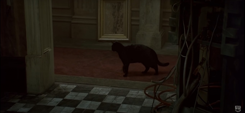 Hình ảnh mèo thú vị ra sao trong điện ảnh?