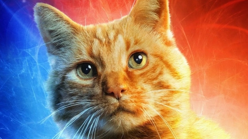 Hình ảnh mèo thú vị ra sao trong điện ảnh?