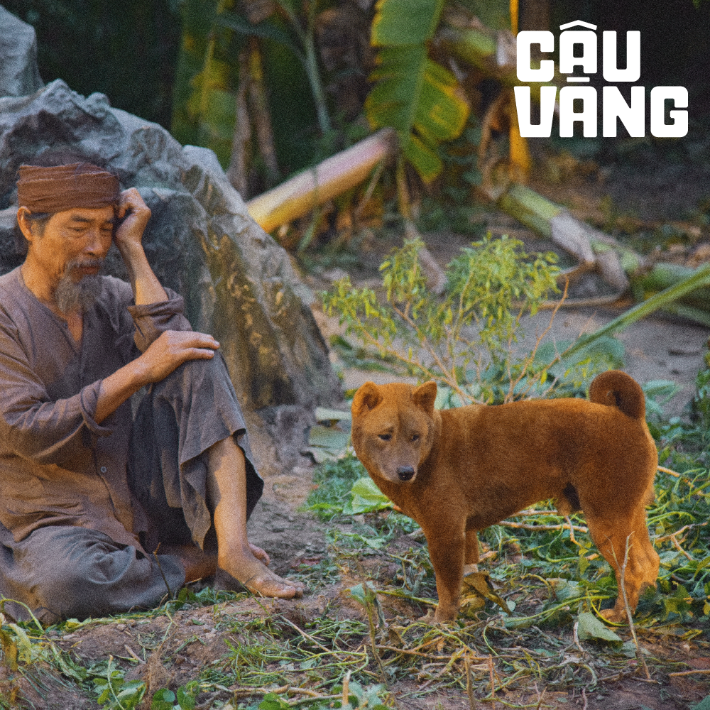 Vàng – diễn viên chính 4 chân đầu tiên của điện ảnh Việt