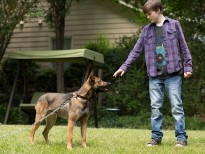 Hậu trường 'Chú chó Max' & 4 bí kíp luyện chó trên phim