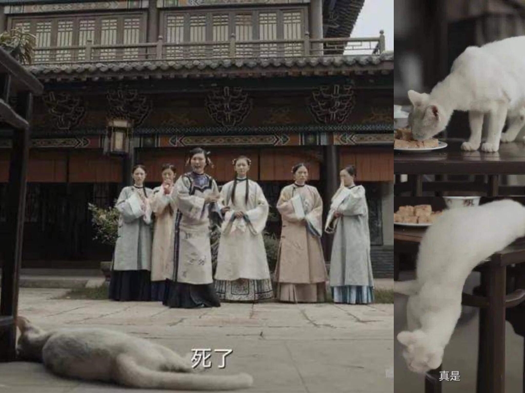 Tản mạn những chú mèo trên màn ảnh Hoa ngữ