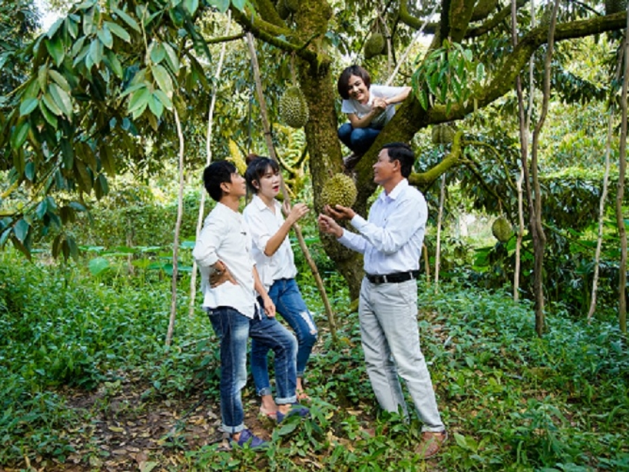 Vân Trang thoăn thoắt leo cây hái sầu riêng mời vợ chồng Lý Hải, Minh Hà