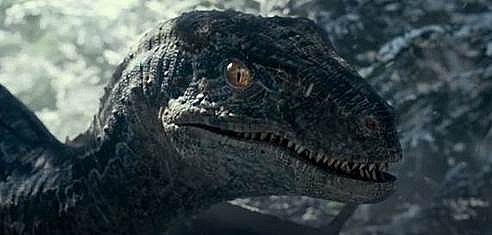 Hành trình cô khủng long Blue 'đốn tim' hàng triệu khán giả của loạt phim 'Jurassic world'
