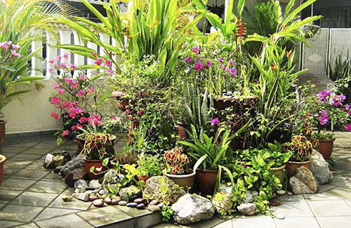 a design my garden 908 tropical container garden ideas 2401 x 1561