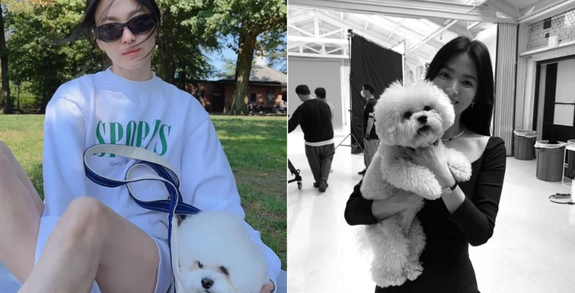 Song Hye Kyo tiết lộ chó cưng của mình 'rất ghét' chó cưng của Lee Do Hyun
