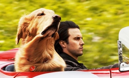 Câu chuyện tình cảm gia đình đầy thú vị qua góc nhìn của một chú chó trong 'Cuộc đời phi thường của chú chó Enzo'